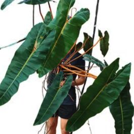 Philodendron Billietiae (jiffy sized plant)