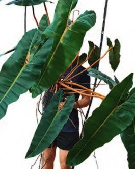 Philodendron Billietiae (jiffy sized plant)