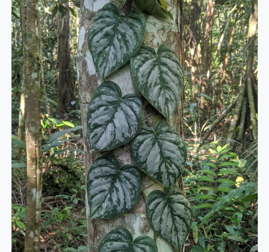 Philodendron Brandtianum (single plant) - Image 7