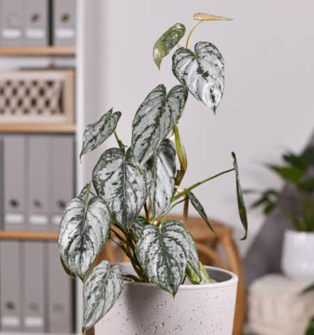 Philodendron Brandtianum (single plant) - Image 5