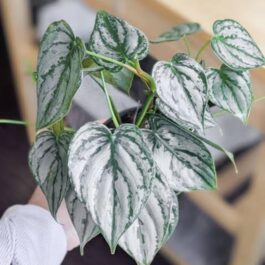 Philodendron Brandtianum (single plant)