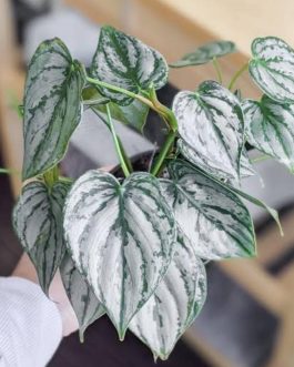 Philodendron Brandtianum (single plant)