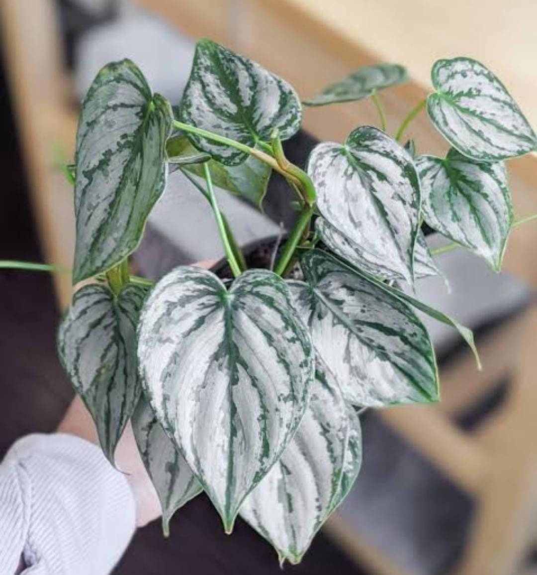 Philodendron Brandtianum (single plant)