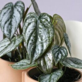 Philodendron Brandtianum (single plant)