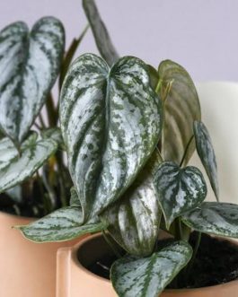 Philodendron Brandtianum (single plant)