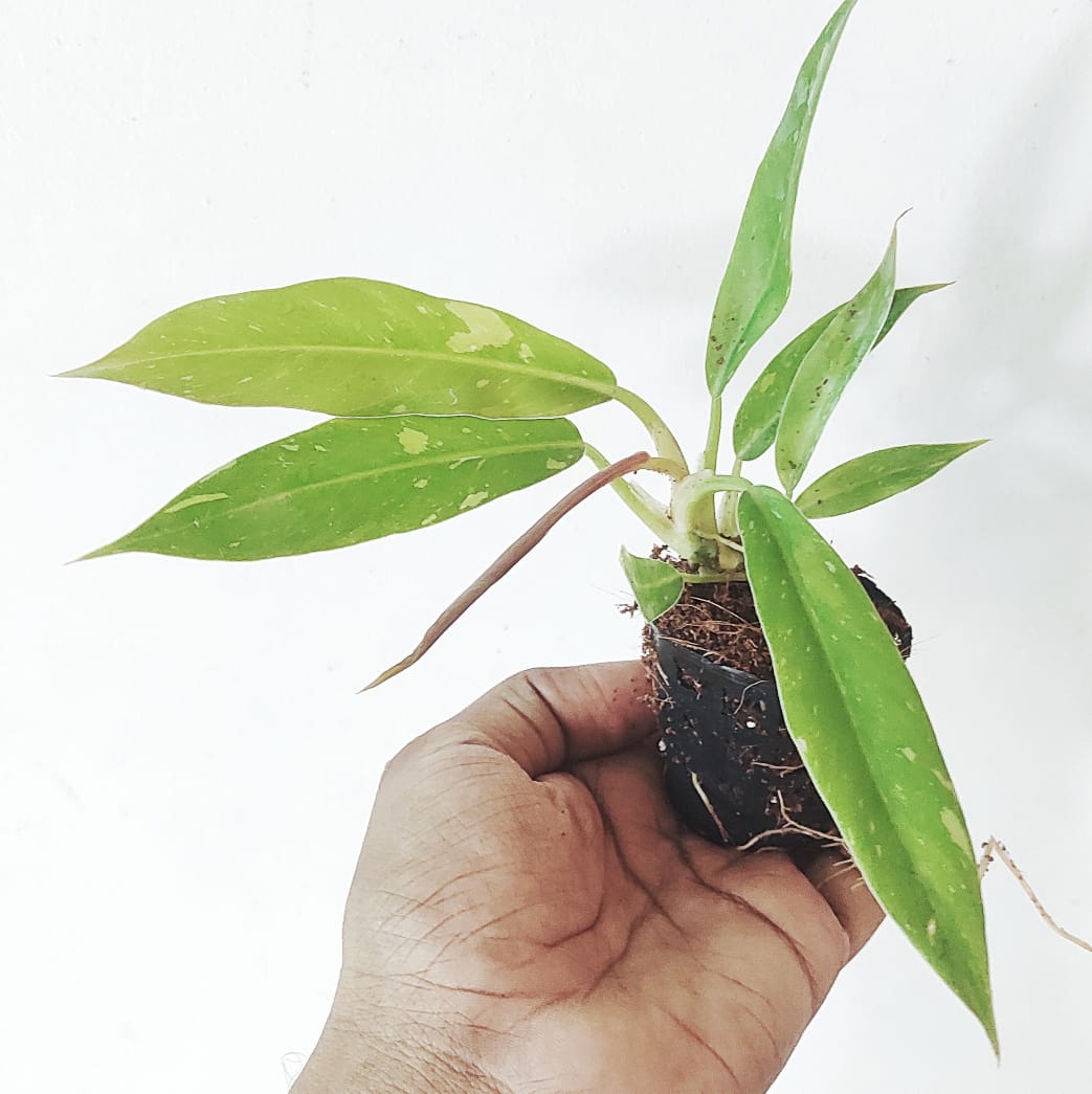 Philodendron ring of fire variegated (single plant) - Image 9