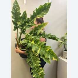 Philodendron ring of fire variegated (single plant)