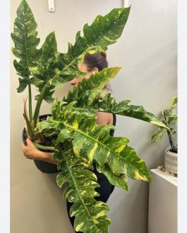 Philodendron ring of fire variegated (single plant)