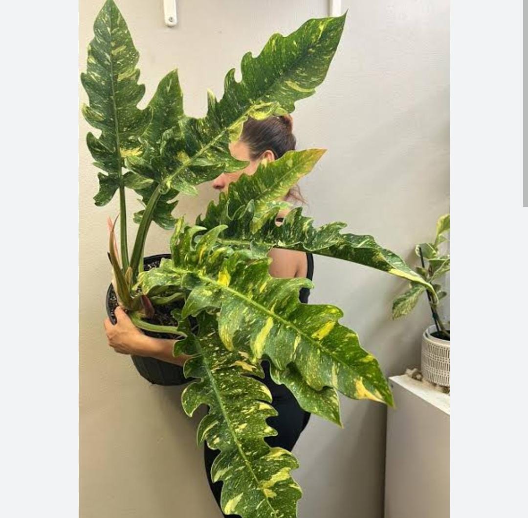 Philodendron ring of fire variegated (single plant)