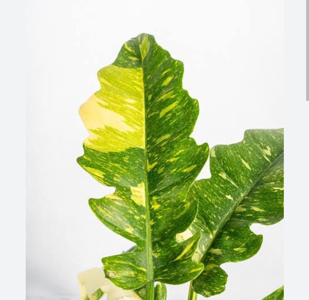 Philodendron ring of fire variegated (single plant) - Image 6