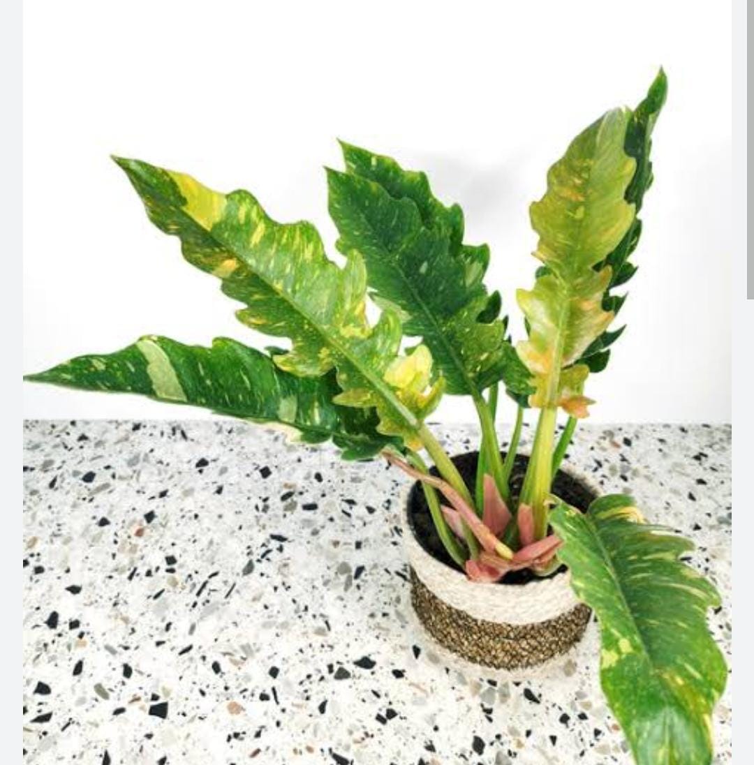 Philodendron ring of fire variegated (single plant) - Image 5