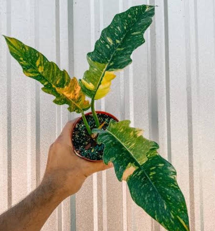 Philodendron ring of fire variegated (single plant) - Image 7