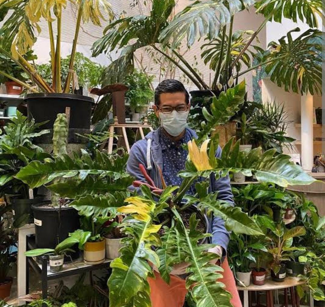 Philodendron ring of fire variegated (single plant) - Image 3