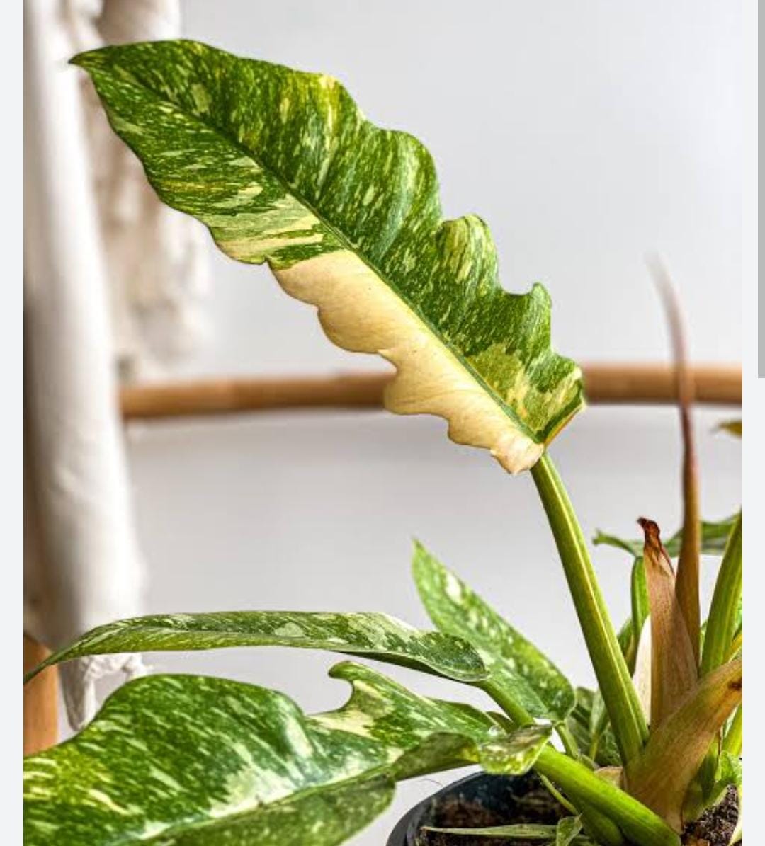 Philodendron ring of fire variegated (single plant) - Image 4