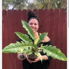 Philodendron ring of fire variegated (single plant)