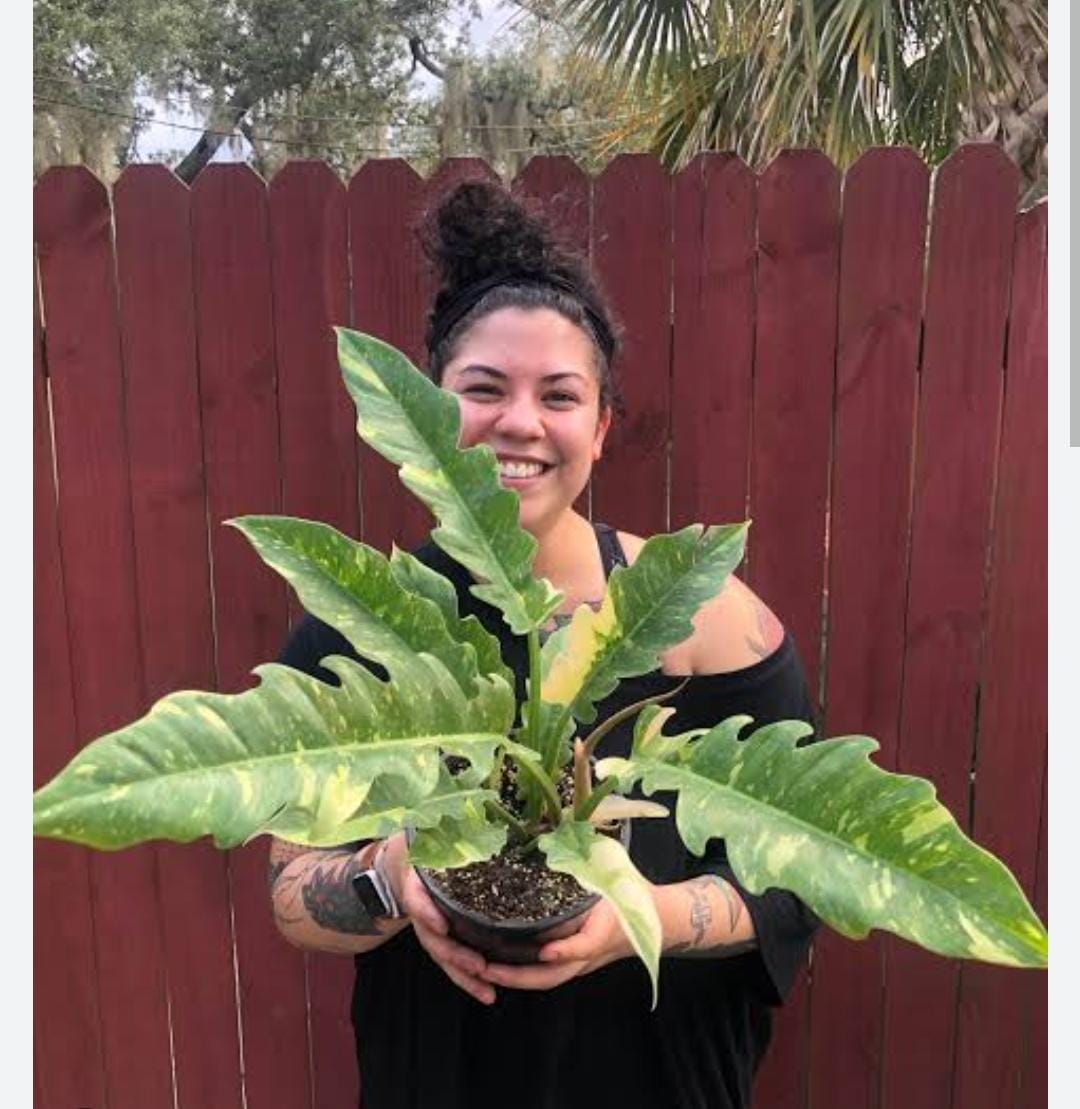 Philodendron ring of fire variegated (single plant) - Image 2