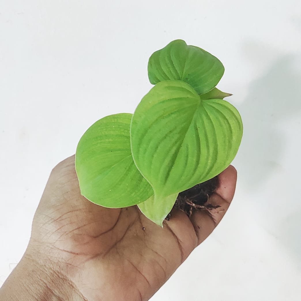 Philodendron Fibraecataphyllum (single plant) - Image 7