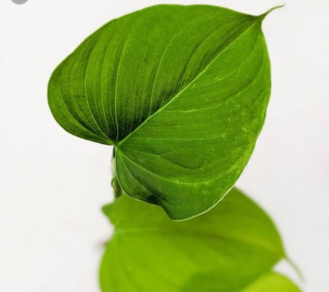 Philodendron Fibraecataphyllum (single plant) - Image 6