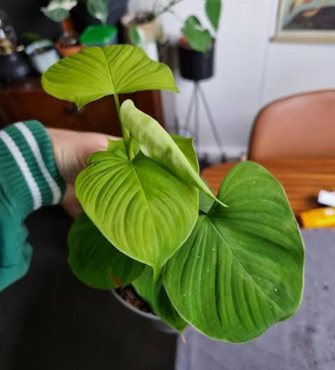 Philodendron Fibraecataphyllum (single plant) - Image 4