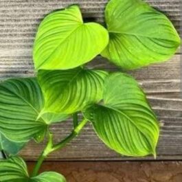 Philodendron Fibraecataphyllum (single plant)