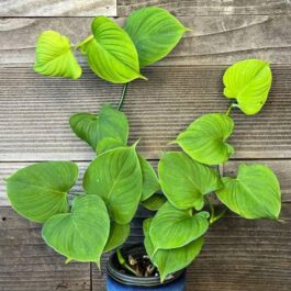 Philodendron Fibraecataphyllum (single plant)