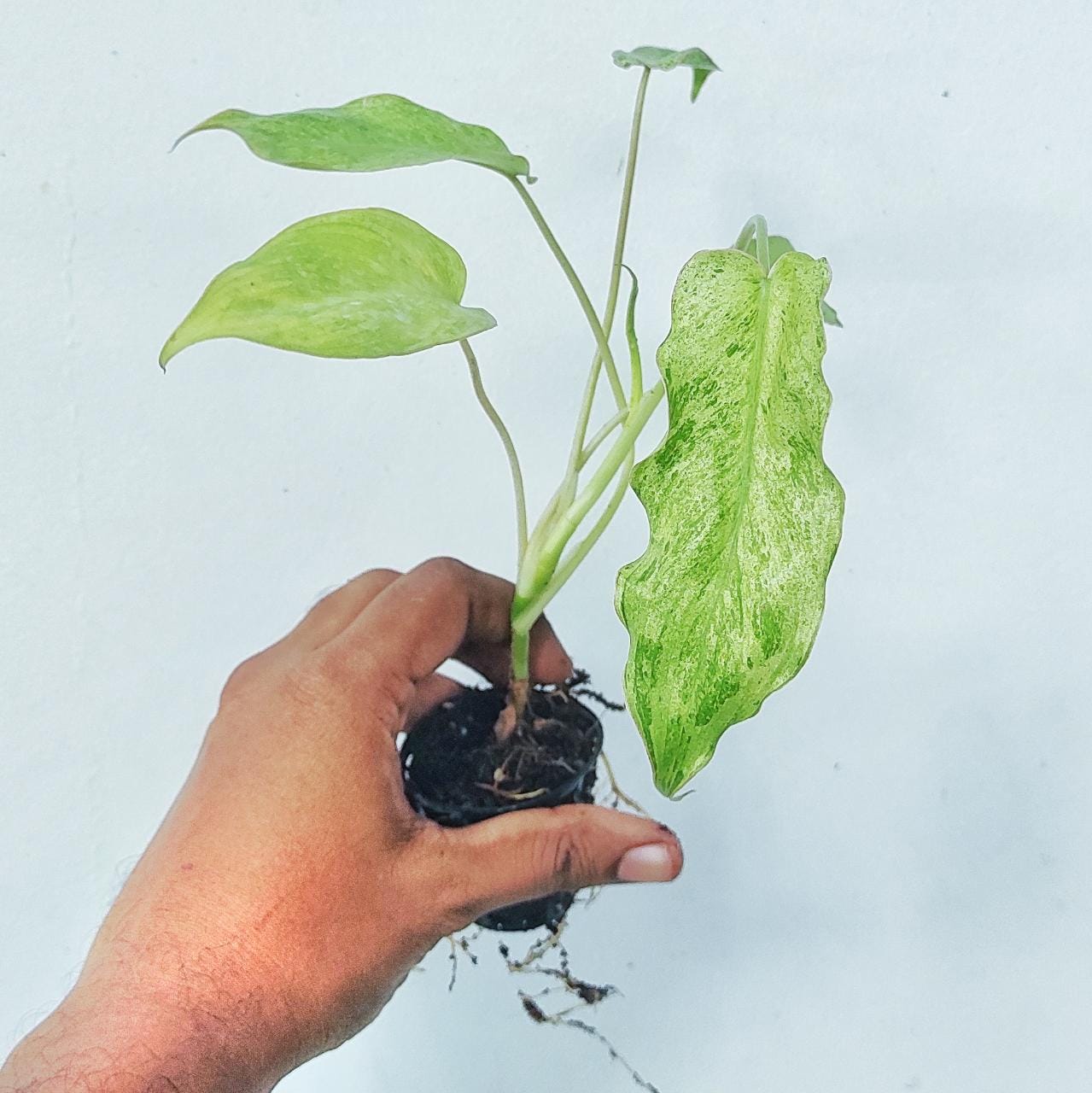 Philodendron Paraiso Verde (single plant) - Image 11