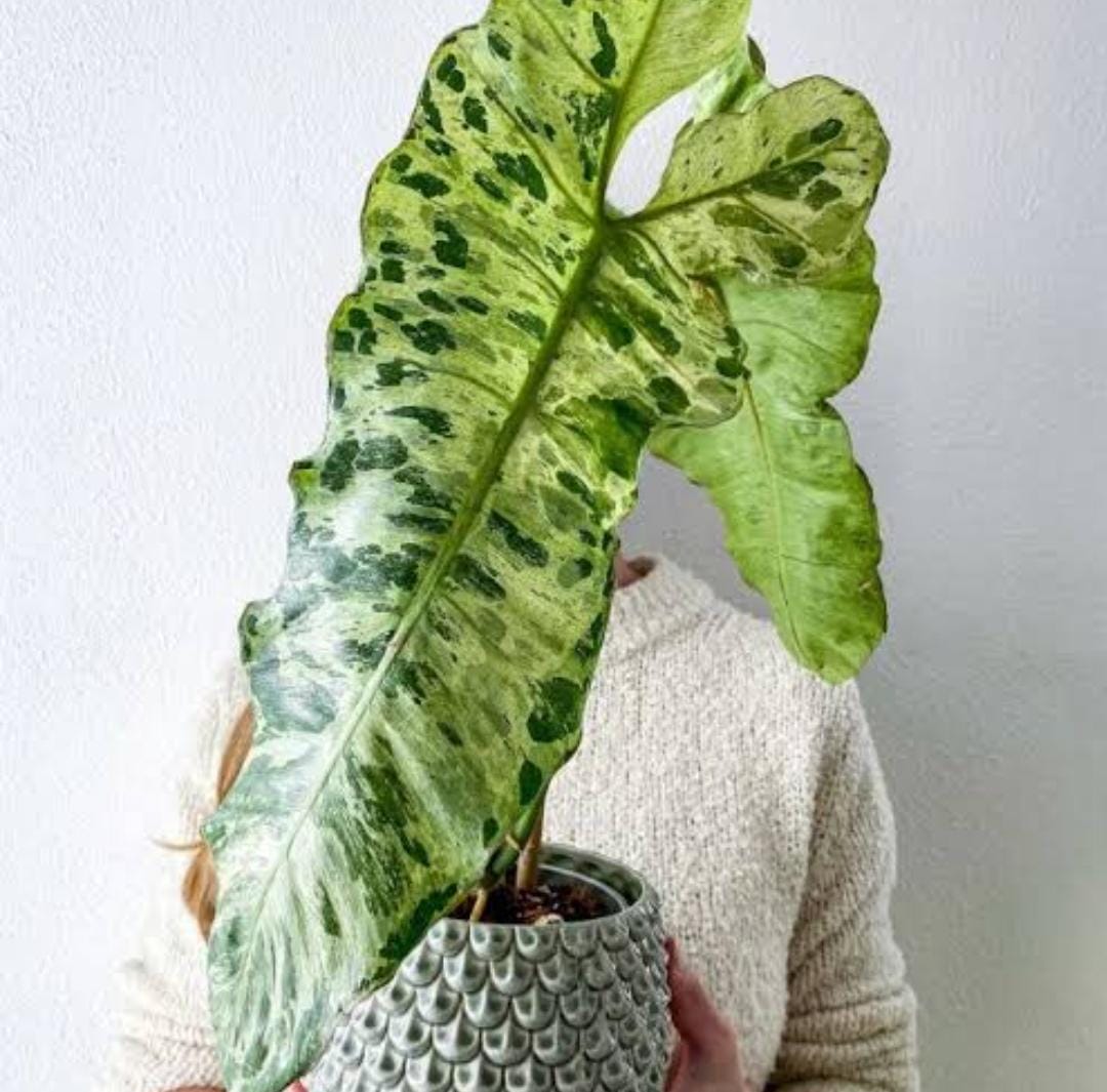 Philodendron Paraiso Verde (single plant) - Image 10