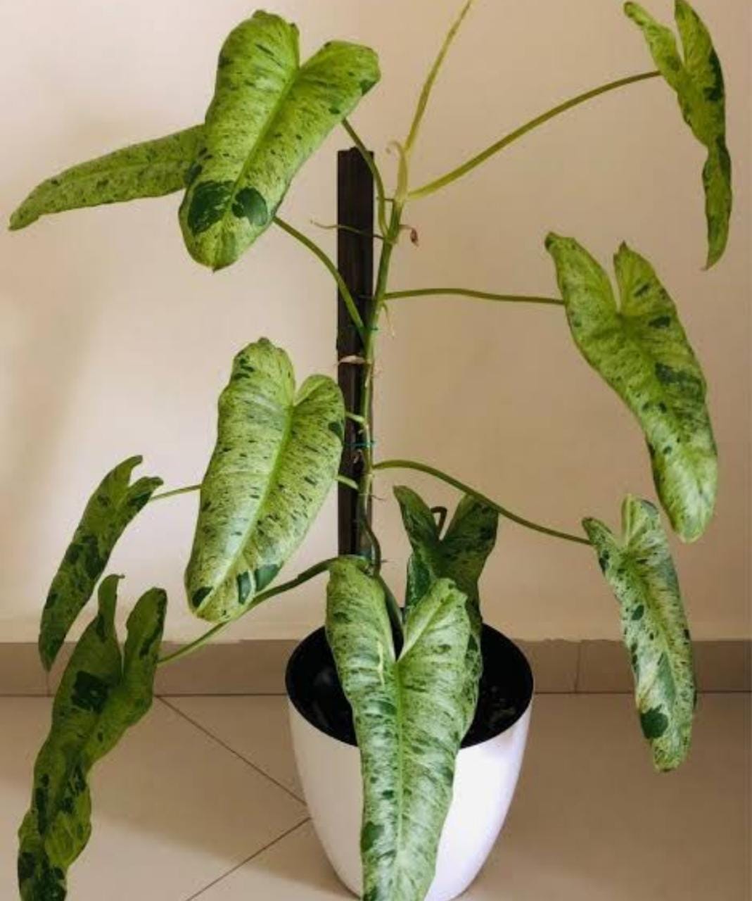 Philodendron Paraiso Verde (single plant) - Image 9