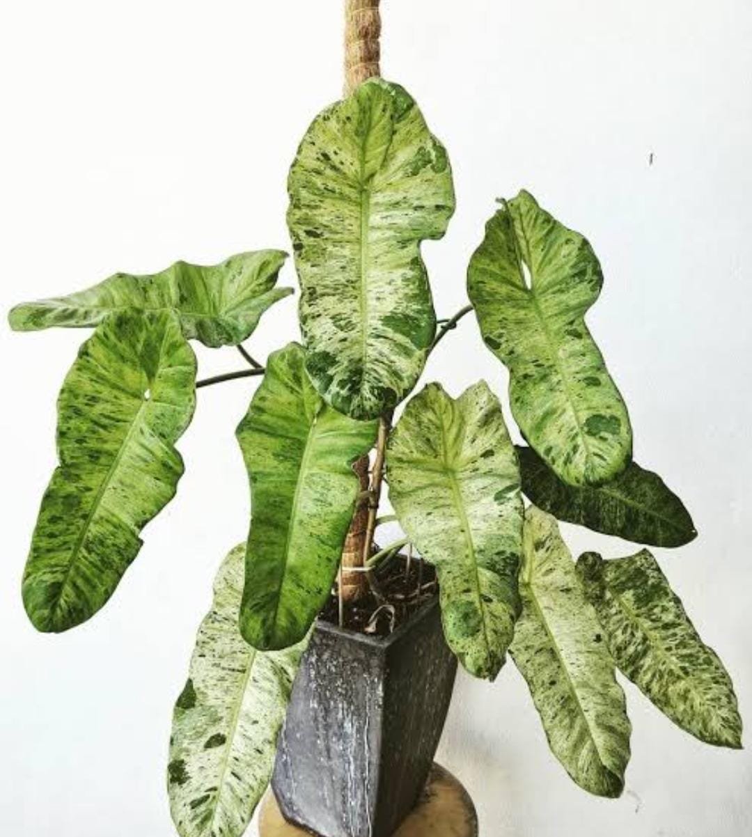 Philodendron Paraiso Verde (single plant) - Image 7