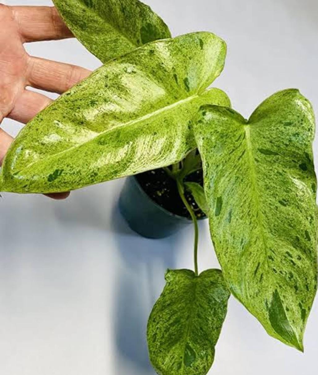 Philodendron Paraiso Verde (single plant) - Image 8