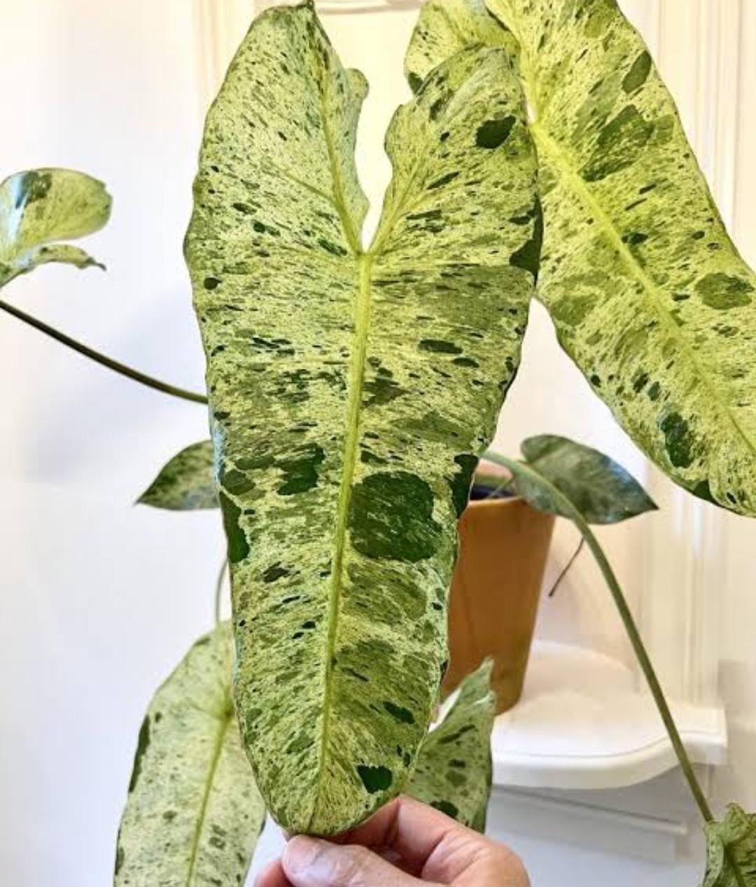 Philodendron Paraiso Verde (single plant) - Image 5