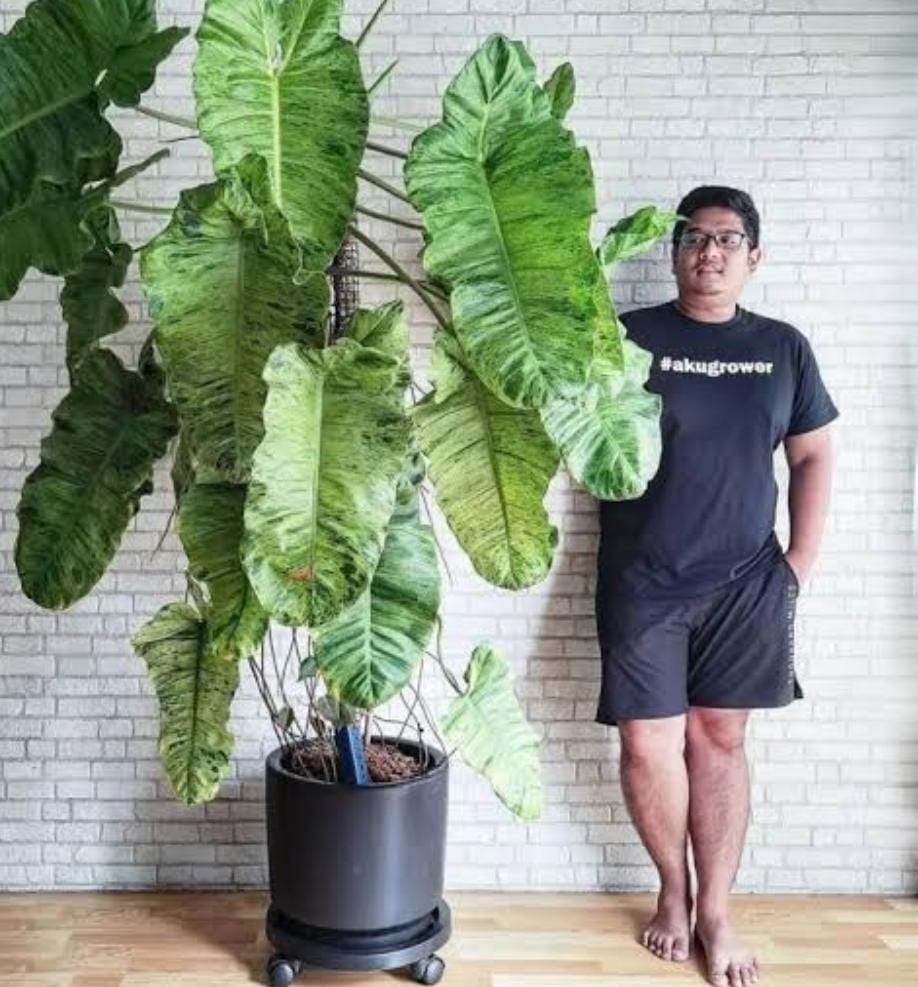 Philodendron Paraiso Verde (single plant) - Image 4