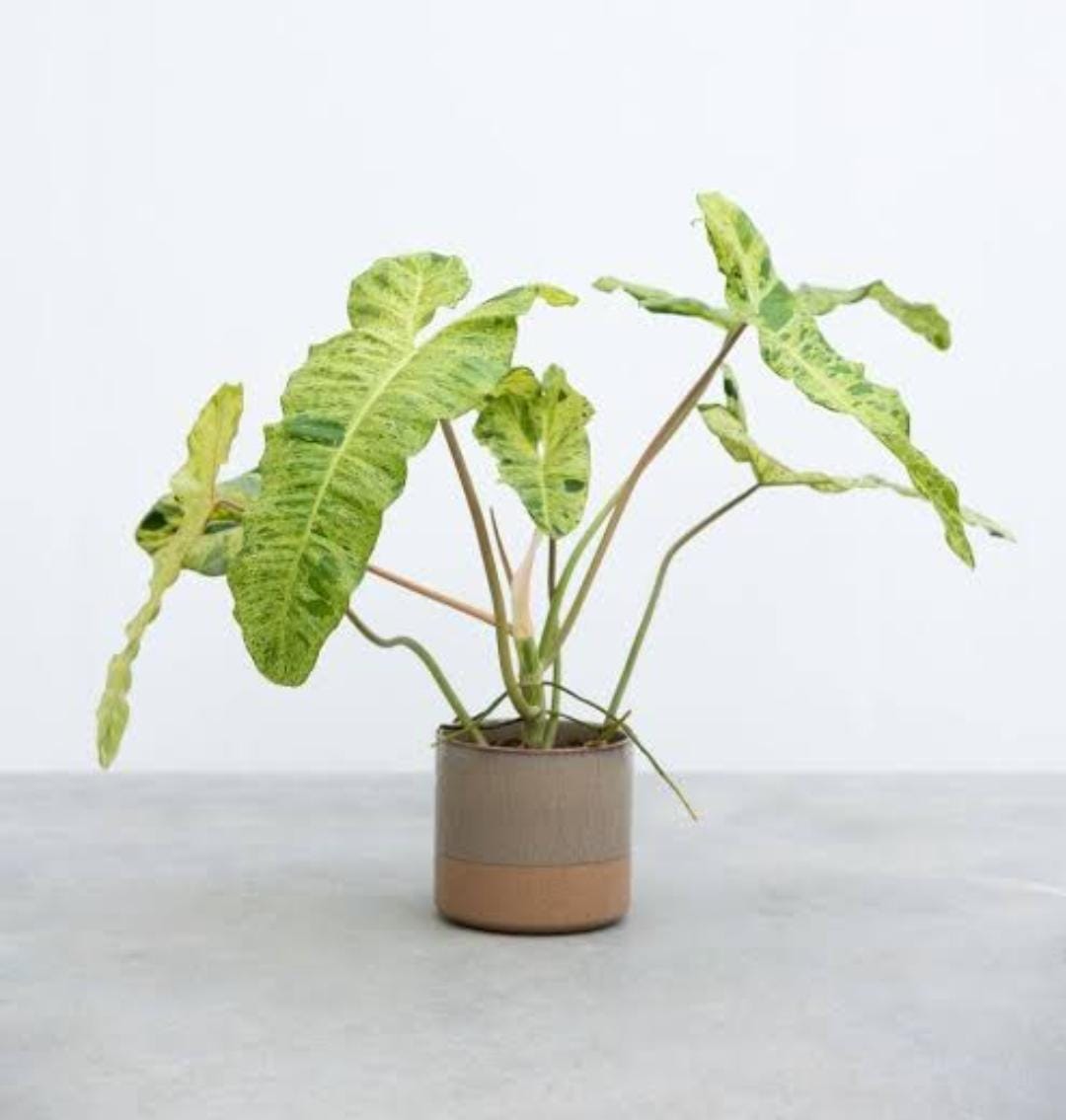 Philodendron Paraiso Verde (single plant) - Image 6