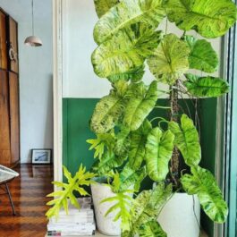 Philodendron Paraiso Verde (single plant-jiffy)