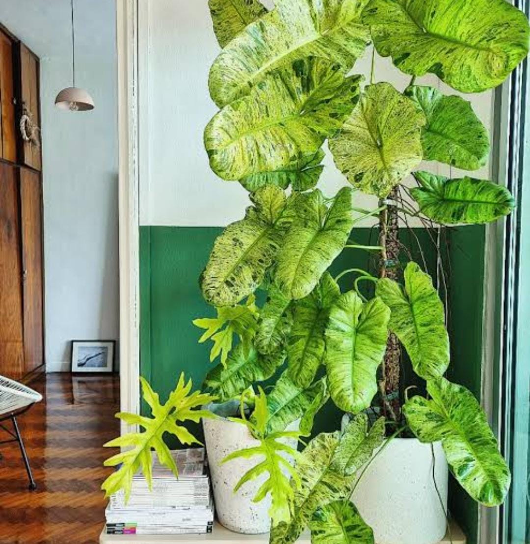 Philodendron Paraiso Verde (single plant)