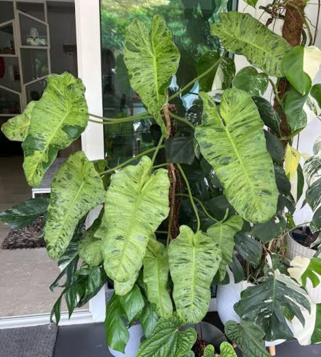 Philodendron Paraiso Verde (single plant) - Image 3