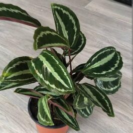 Calathea Vandenheckei/ Calathea Picturata ‘Vandenheckei’ (Single plant)
