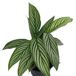 Calathea white pin stripe (single plant)