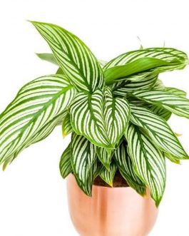 Calathea white pin stripe (single plant)