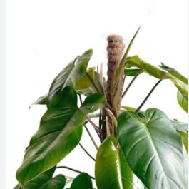 Philodendron Green Emerald (small plant)