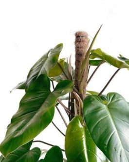 Philodendron Green Emerald (small plant)