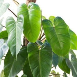 Philodendron Green Emerald (small plant)