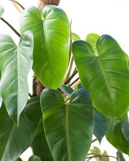 Philodendron Green Emerald (small plant)