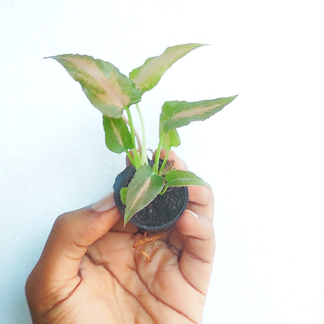 Syngonium Mickey (small plant) - Image 3