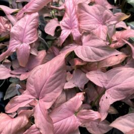 Syngonium Mickey (small plant)