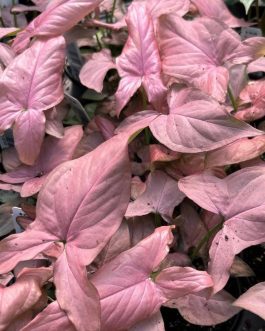 Syngonium Mickey (small plant)