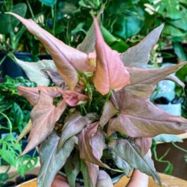 Syngonium Mickey (small plant)