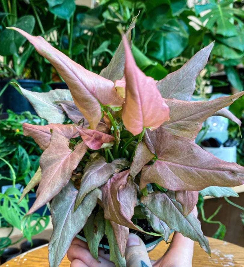 Syngonium Mickey (small plant) - Image 2