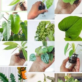 Exotic philodendron plant combo (6 plants)