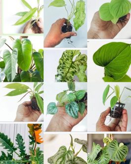 Exotic philodendron plant combo (6 plants)